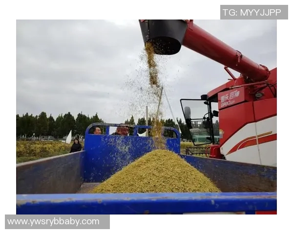 稻谷与小麦：很多人说尼科-哈里森是给老板帕特里克-杜蒙背锅的，因为卢卡